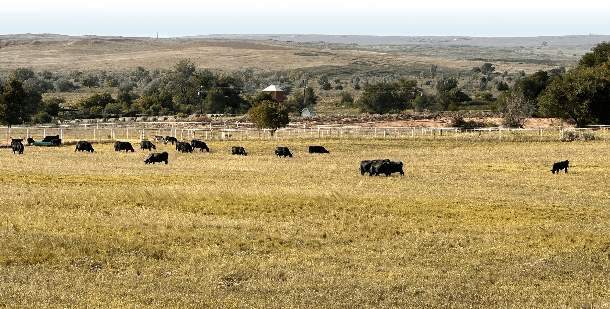 Richburg Angus Bottom Background